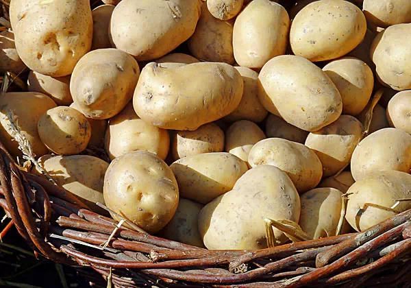 Regionale Zutaten: Kartoffeln